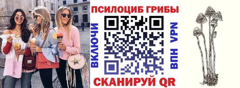 наркошоп  Короча  Псилоцибиновые грибы Psilocybe 